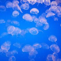 Fotó: Nidhi Shah, Forrás: Pexels