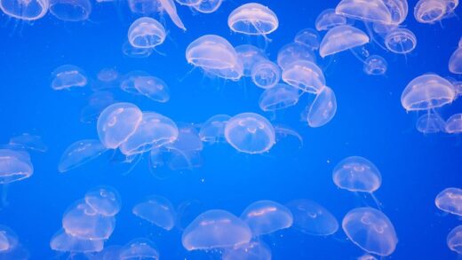 Fotó: Nidhi Shah, Forrás: Pexels